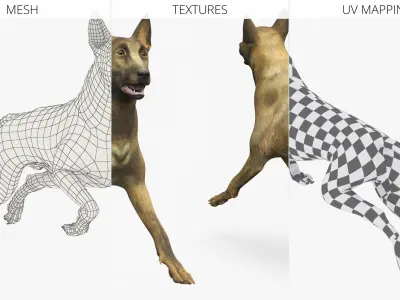  Dutch Herding Dog in Run Pose Gold Brindle 