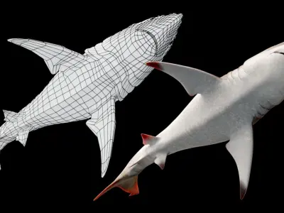 Oceanic Blacktip Shark Low-poly 3D model