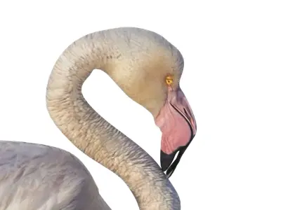 Flamingo 3D model get