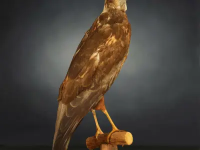 9 Birds Collection V2 Low-poly 3D model