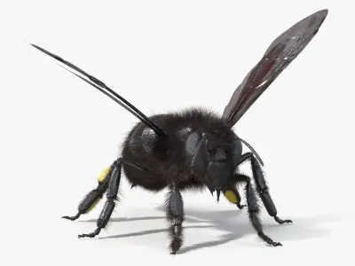  Black Bee Fur 