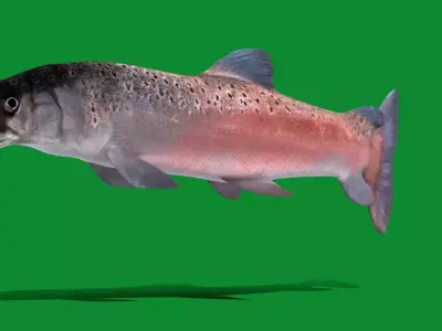 Huchen Danube Salmon Fish Free low-poly 3D model