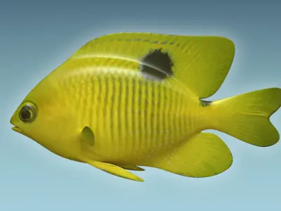 Yellow Fish 3D model