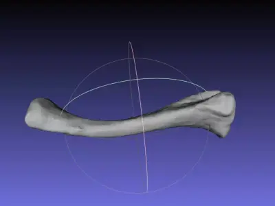 Psittacosaurus Left Ulna Free 3D print model