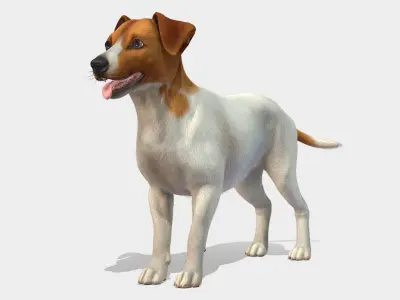 Dog - Jack Russell Terrier 3D model