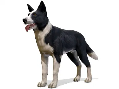 Dog - Border Collie 3D model