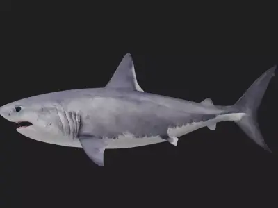 Shark Low-poly 3D model 29