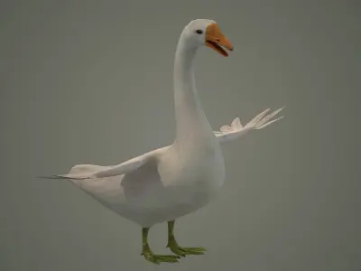 goose bird nature water grass animal neck  3D model