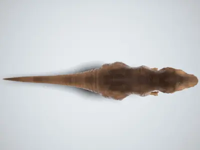 Tyrannosaurus Rex  Low-poly 3D model purchase