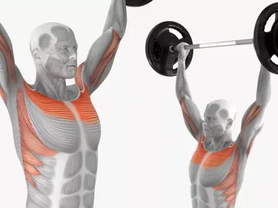 Muscular System Anatomy Shoulder Press 3D model purchase