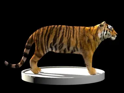 Tiger 3D Model Low-poly 3D model purchase