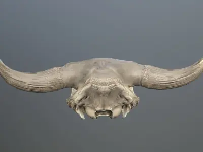 Cow Skull Low-poly 3D model