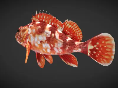 Grouper01 snapper Low-poly 3D model
