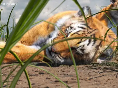 Tiger Cub Fur Rigged 3D model