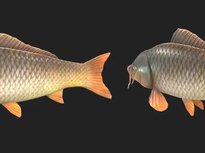 A big carp Low-poly 3D model