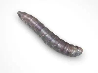 Pinworm 3D model