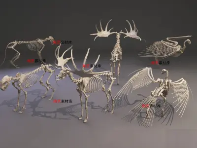Dinosaur Fossil Workshop Collection - 3ds Max Low-poly 3D model