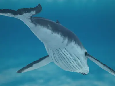 Humpback Whale Rigged for Maya 3D model