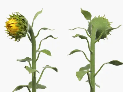 Young Sunflower Bud Bending Fur 3D model
