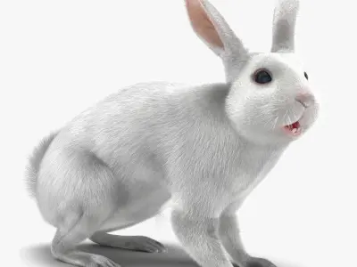 White Rabbit Rigged 3D model