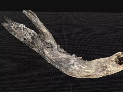 Tree trunk wood 3d scan highpoly 3D model