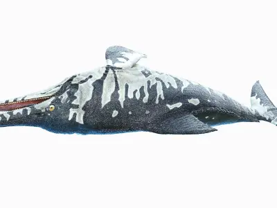 Ichthyosaur Animated 3D model
