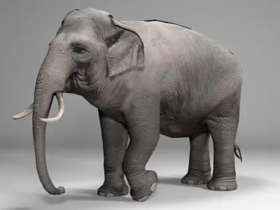 Asian Elephant Animated 3D model