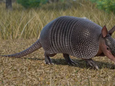Armadillo in Walking Pose Black 3D model