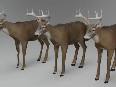 White-Tailed Deer Low-poly 3D model purchase