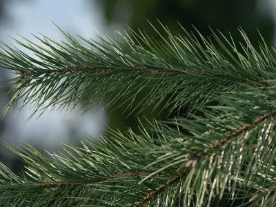  Green Pine Branch 