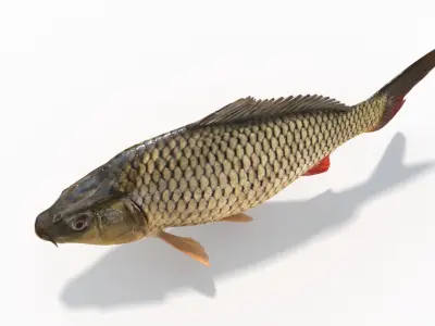 Carp Fish(Animated) 3D model