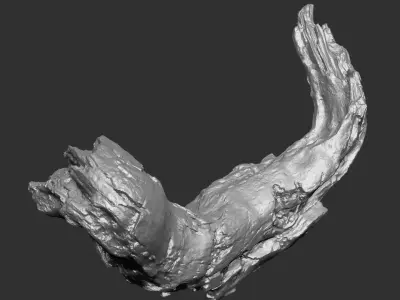 3d scan of tree trunk in highpoly 3D model from CGTrader