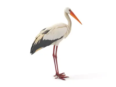 Elegant White Stork model pack Low-poly 3D model