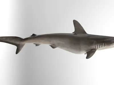 Hammerhead Shark RIGGED 3D model