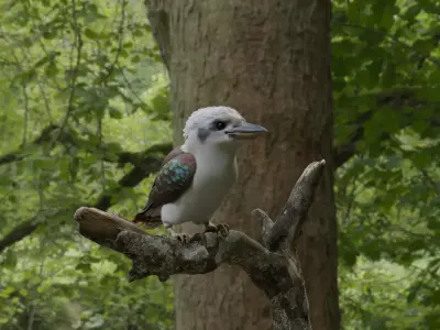 Kookaburra bird perched on tree branch Low-poly 3D model