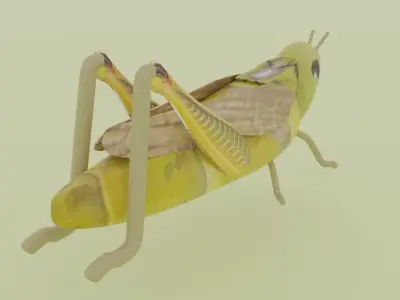 grasshopper Low-poly 3D model purchase