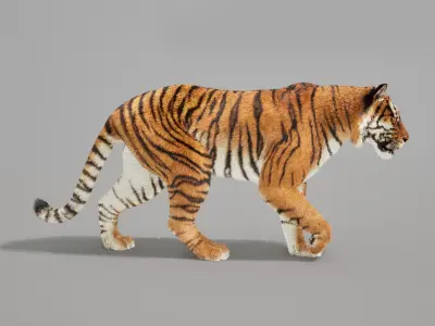 Tigers- White and Bengal - UNREAL PROJECTS 3D model