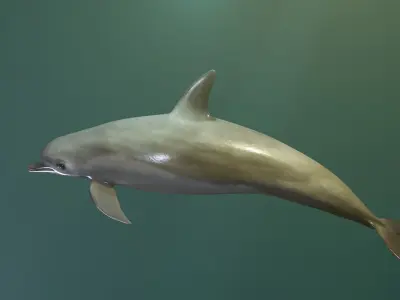 Dolphin Rigged swimming in sea Low-poly 3D model