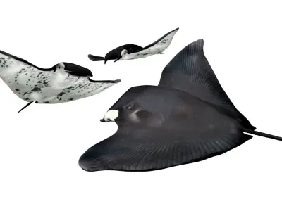 Manta ray Low-poly 3D model purchase