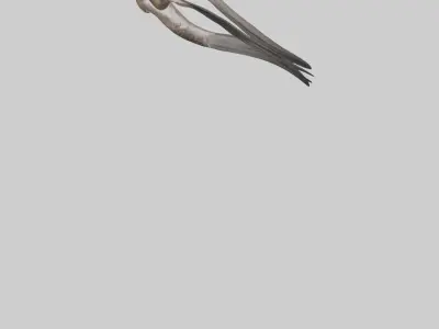 Falcon Stomach 3D model