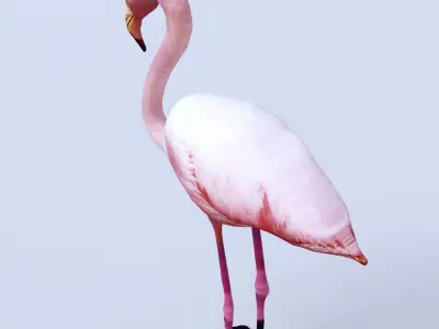 Flamingo Low-poly 3D model get