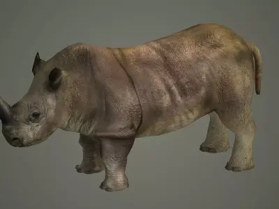 indian rhinoceros mammal rhino animal  3D model