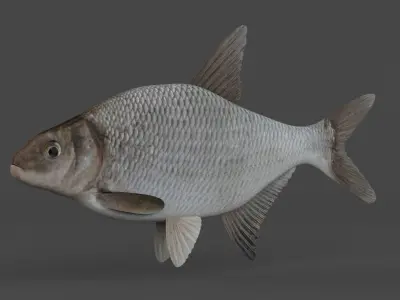 Bream Fish 3D model purchase