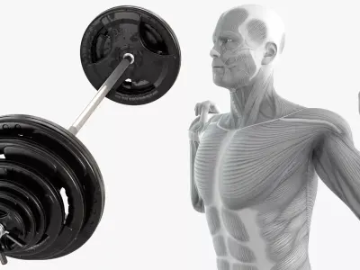 Male Muscular System Anatomy Squats 3D model purchase