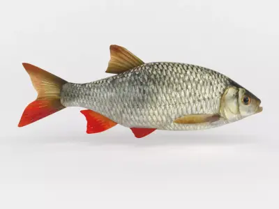 Rudd Fish 3D model