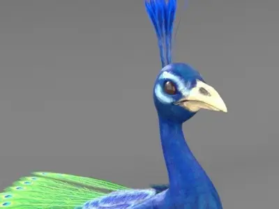 Peacock 3D model purchase