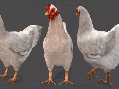 White Hen chicken Animated Low-poly 3D model