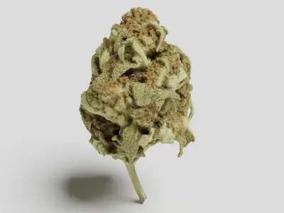 Cannabis Bud 06 3D model