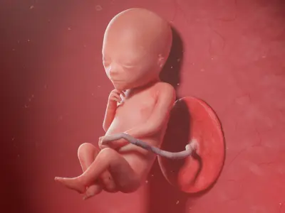 Fetus Anatomy Week 19 Static 3D model