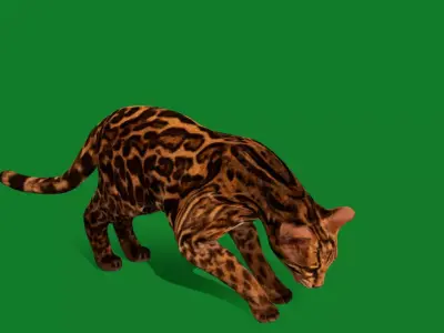 American Margay Wild Cat Free 3D model